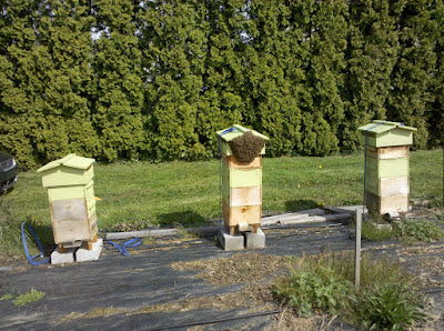 Summer Recap: Swarms