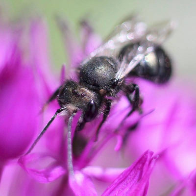 Mason Bee Season Is Almost Here!