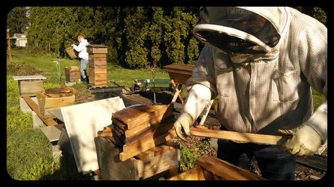 Why Hobby Beekeeping Matters