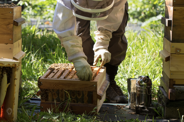 Keeping Ants Out Of Your Hive