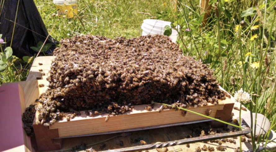 Did Pesticides or Starvation Kill Those Bees?