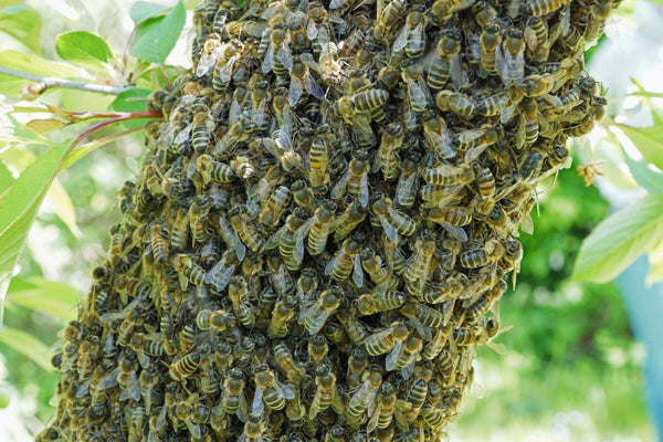 All About Swarms