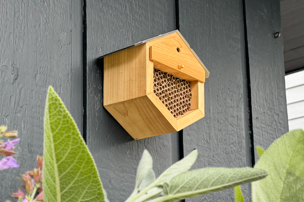 Setting Up a Mason Bee House: Spring and Summer