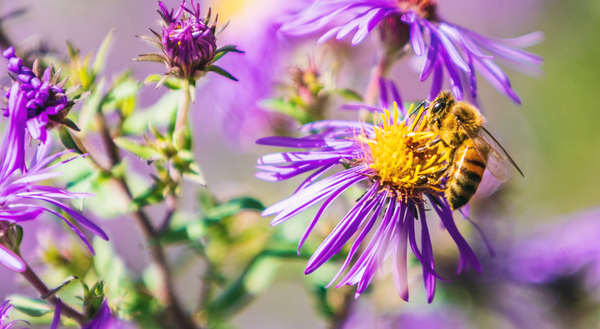 How to Help Bees through the Summer Nectar Dearth