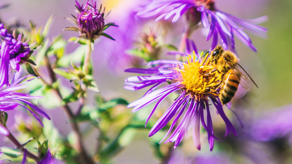How to Help Bees through the Summer Nectar Dearth