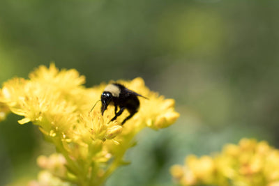 How to Help Save the Bees Without Being a Beekeeper