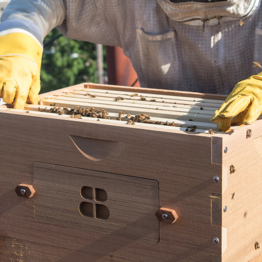 Person wearing a beekeeping suit and gloves inspecting a beehive box.