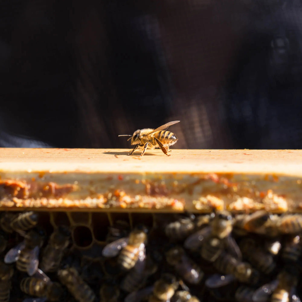 Bee on a honeycomb with bees below in a dark setting