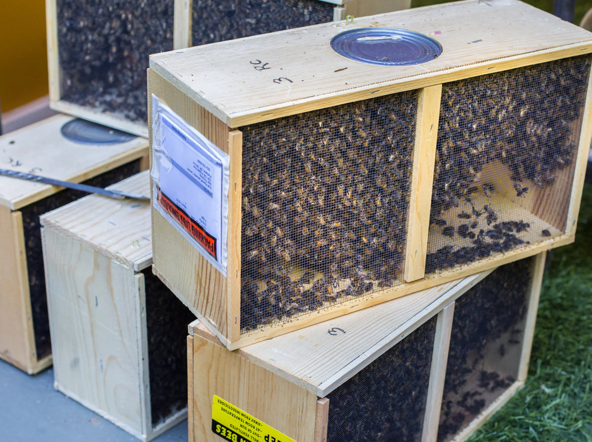 Beehive boxes with bees on a grassy background
