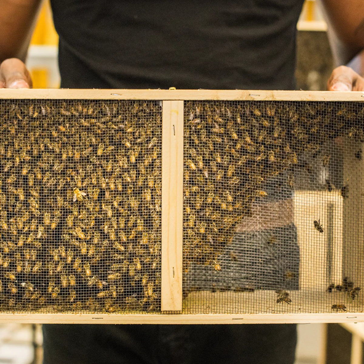 Person holding a honeycomb frame with bees