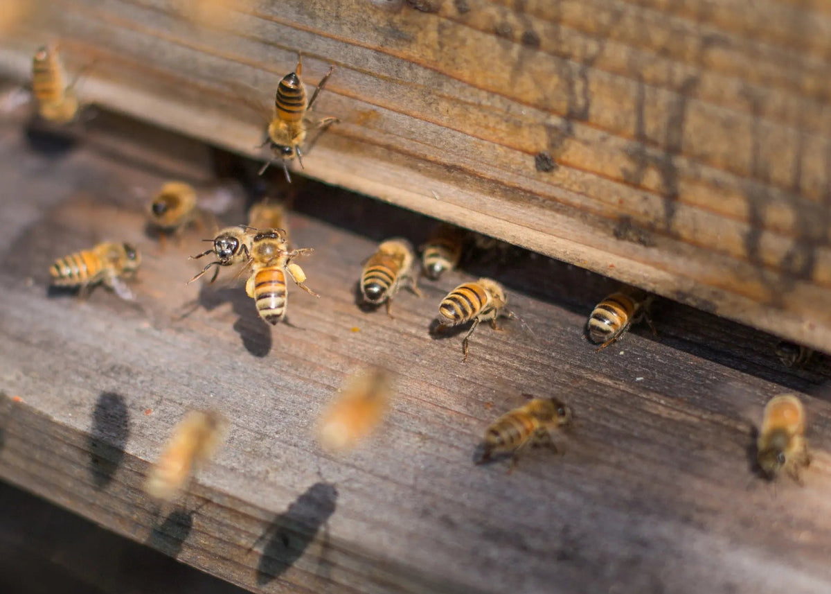 Bees on a wooden surface with a blurred background