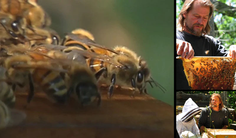 Beekeeping Streamable DVD - Bee Guardian Methods