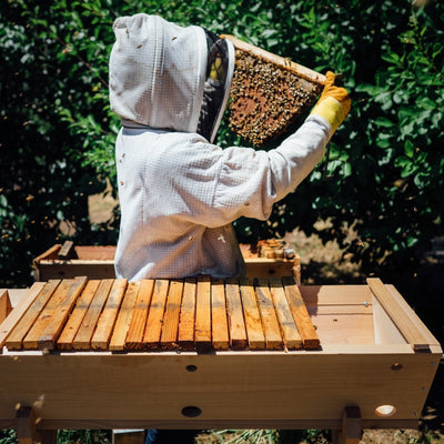 Advice for Beginner Beekeepers