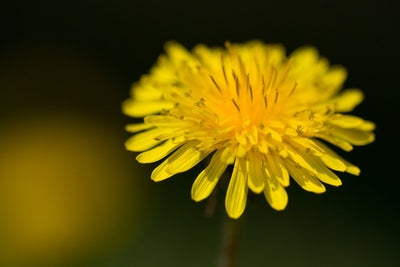 Weed of the Month: Dandelion