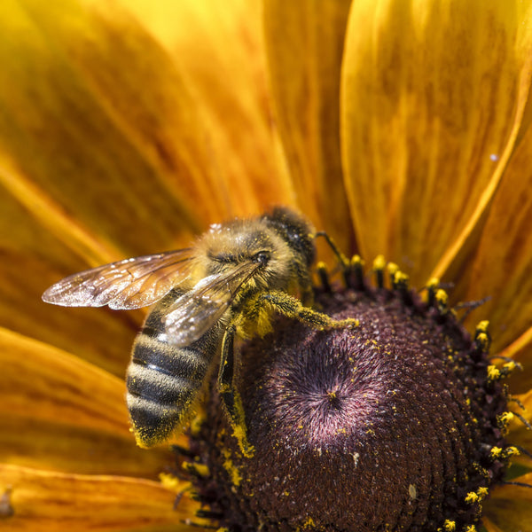 Planting for Pollinators: Your Planting Guide for March