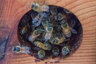 encycloBEEdia: what do worker bees do?