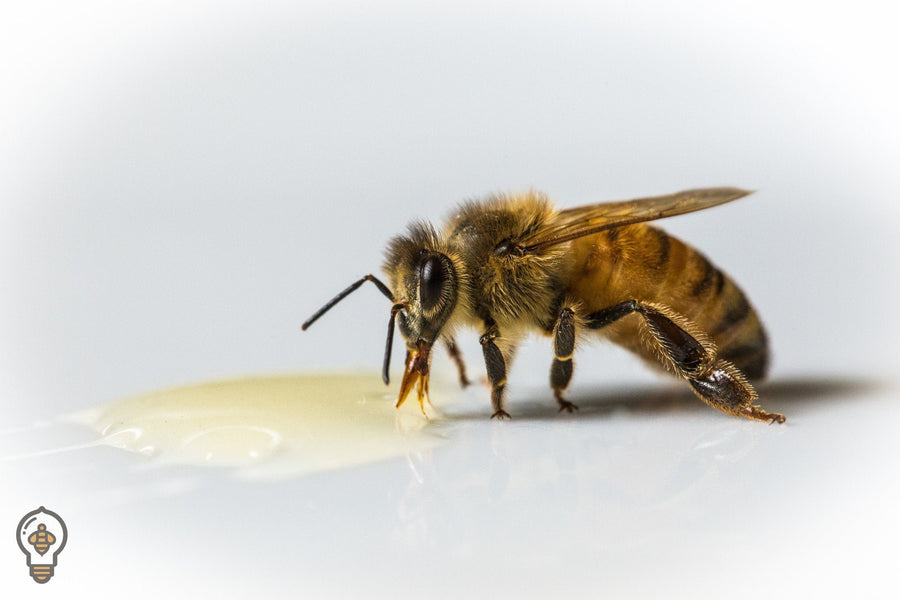 EncycloBEEdia: Why Do Bees Need Honey?