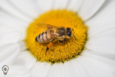 Overwintering Series: Planting for Pollinators