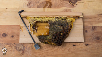 The Origins of Medicinal Honey Use