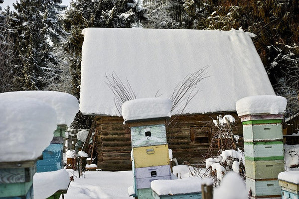 A Warre hive sitting on a Bee Built universal hive stand, raised above some vegetation. A red shed sits in the background.