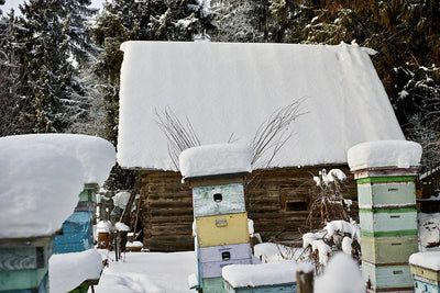 Late Winter Tips: Help Your Bees Through the Home Stretch