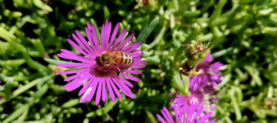 3 Spring Checklist Items for Beekeepers and Bee Lovers