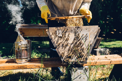 How to Start a Top Bar Hive