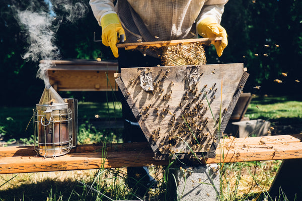 How to Start a Top Bar Hive