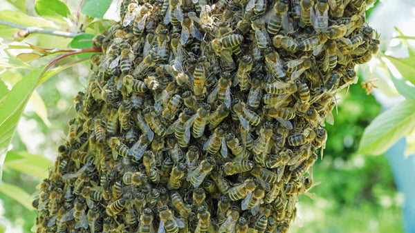 All About Swarms