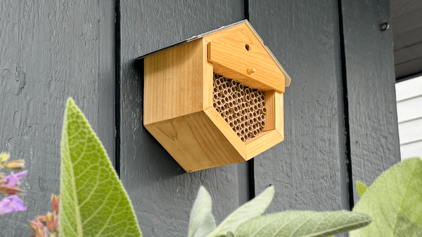 Setting Up a Mason Bee House: Spring and Summer