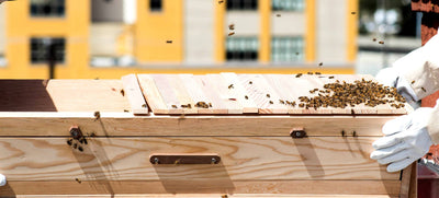 Our Favorite Hives for Spring Beekeeping