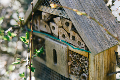 5 Simple Steps to Keeping Mason Bees