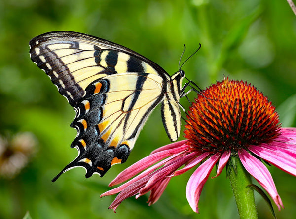 Pollinator Week 2026