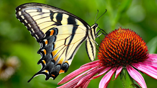 Pollinator Week 2026