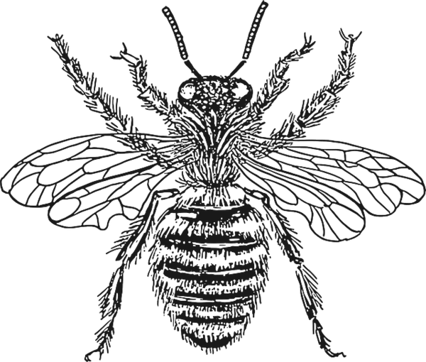 Bees
