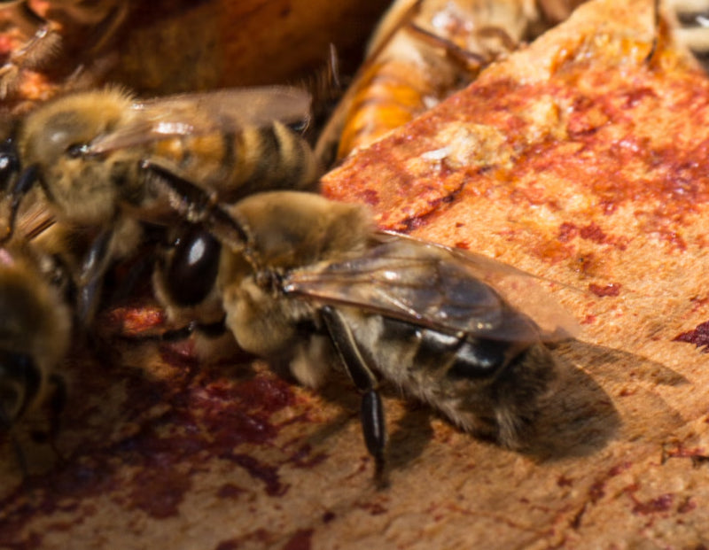 Drone bee among worker bees inside the hive