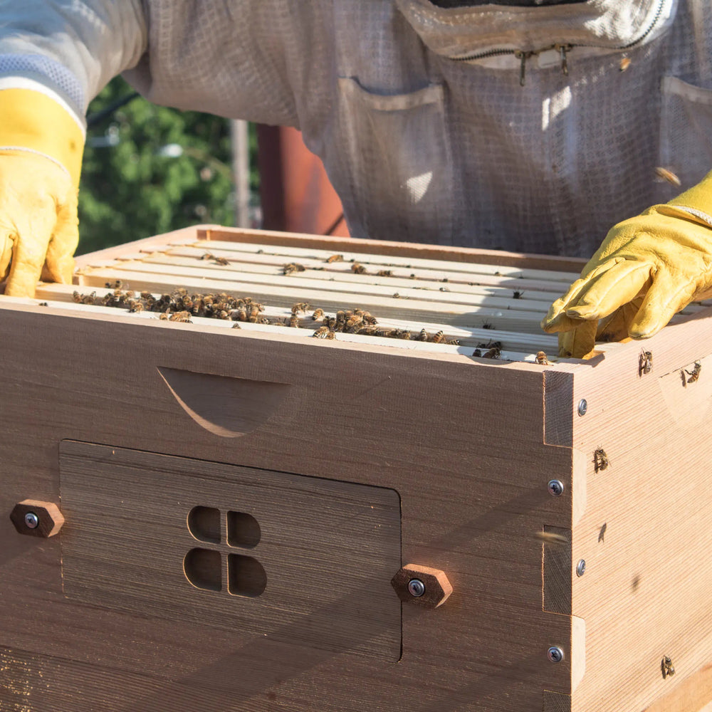 Person wearing a beekeeping suit and gloves inspecting a beehive box.