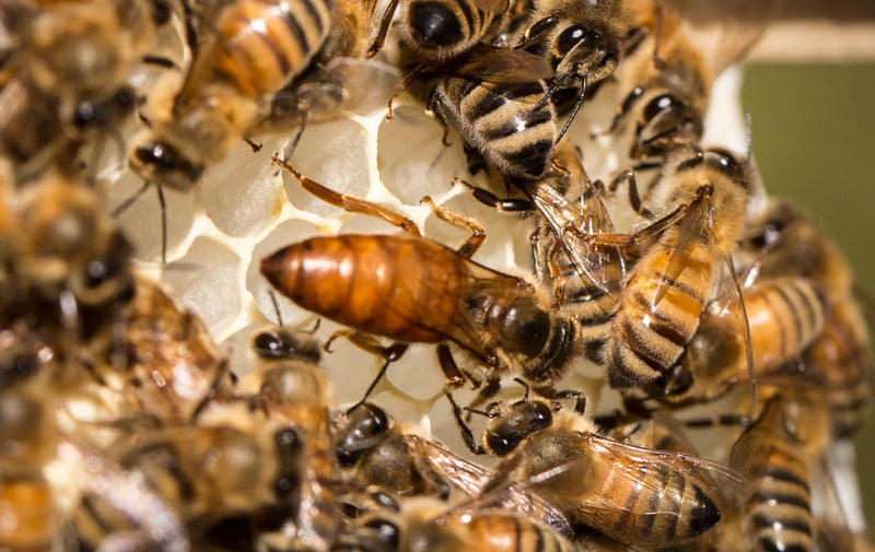 Queen bee surrounded by worker bees on honeycomb