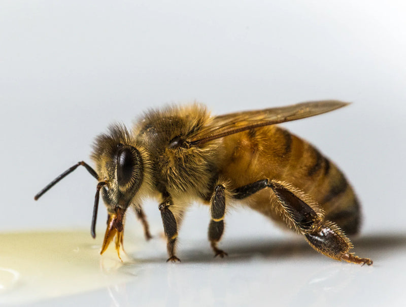 Worker bee close-up showing honey bee anatomy
