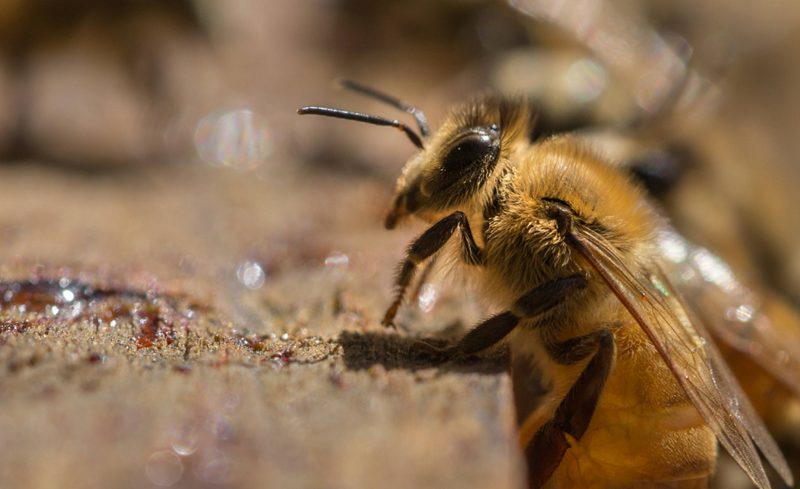 Close-up of a honey bee on a wooden surface collecting pollen or nectar.
