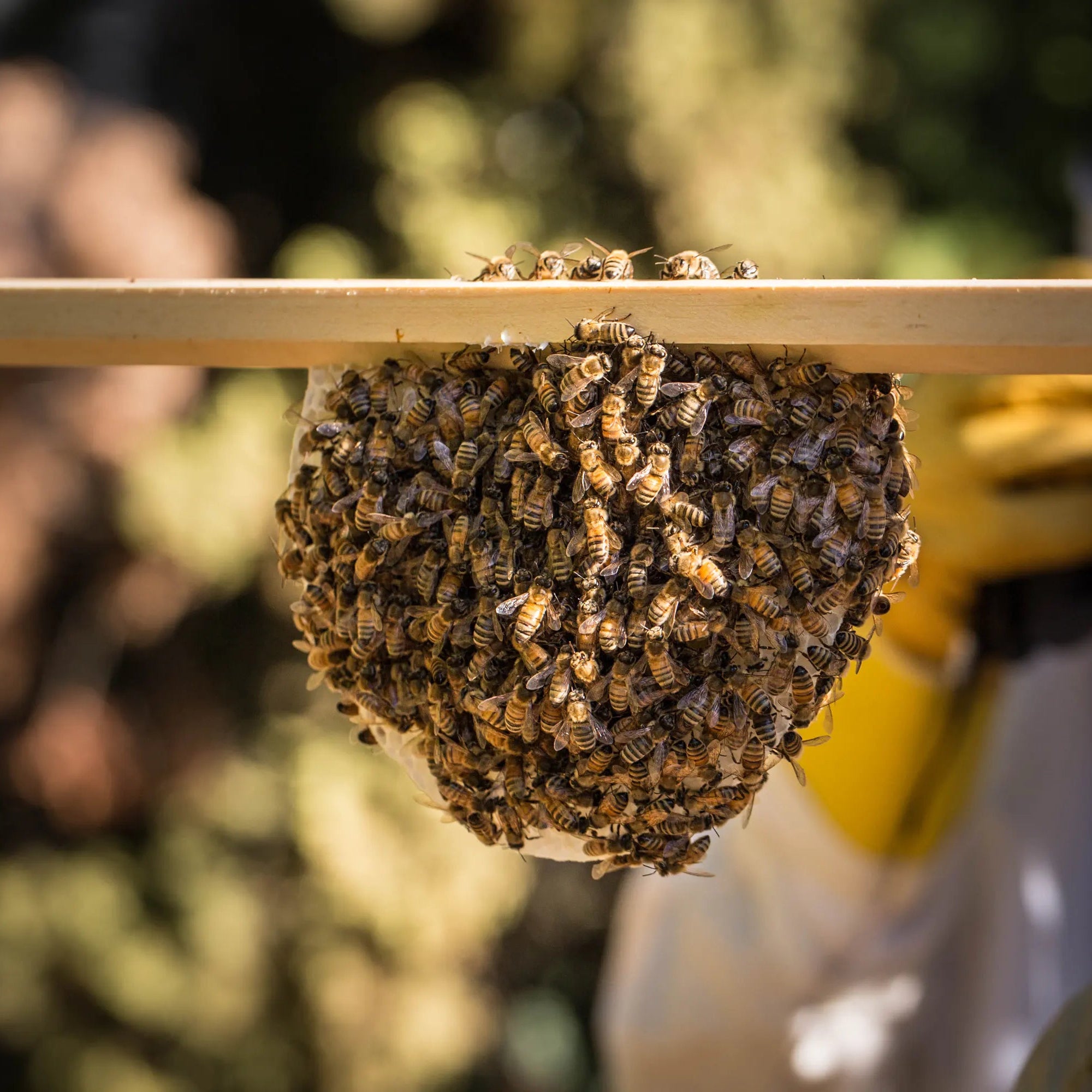 Hive inspection with a frame covered in bees