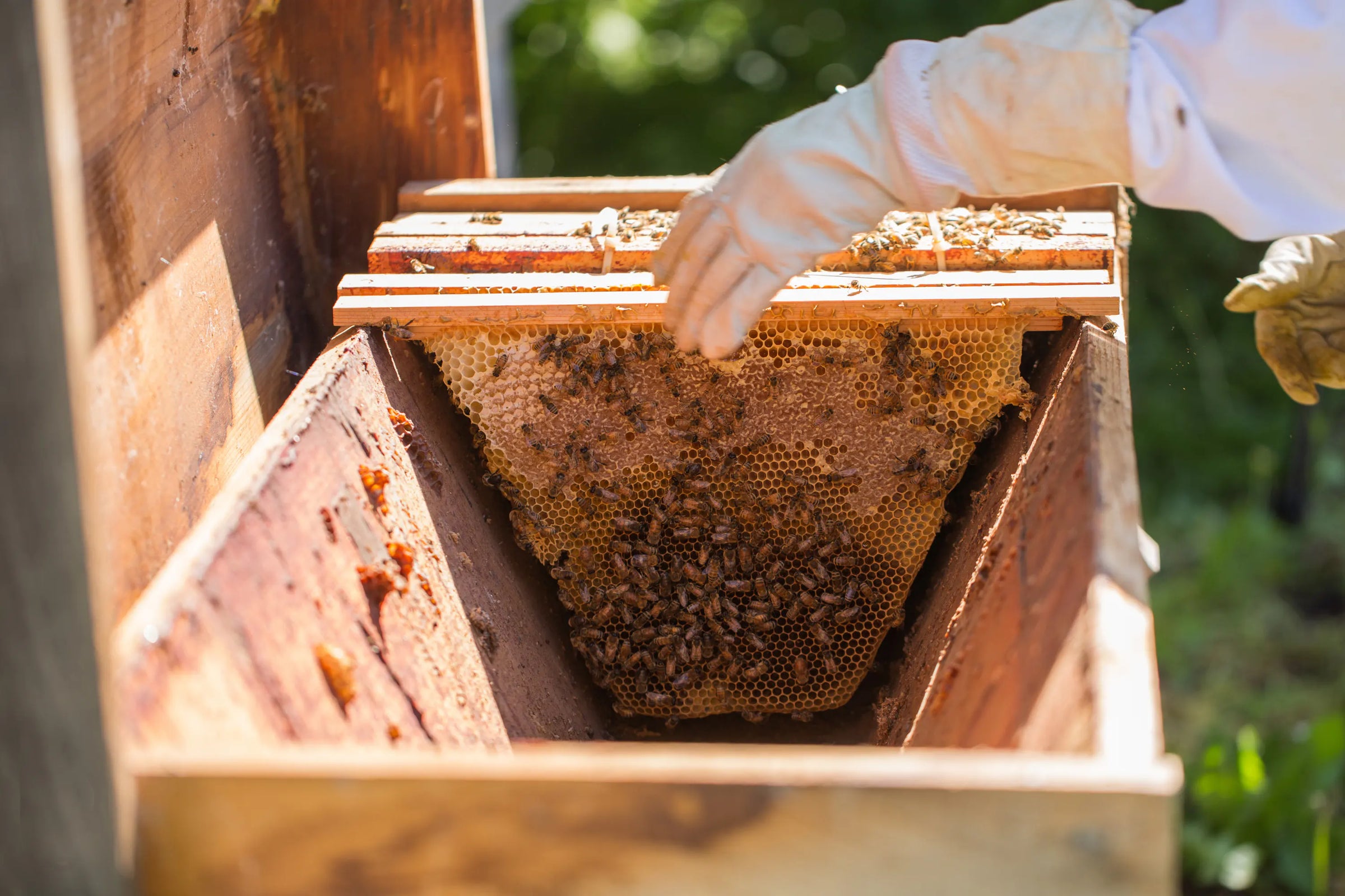 Person inspecting honeycomb from a beehive