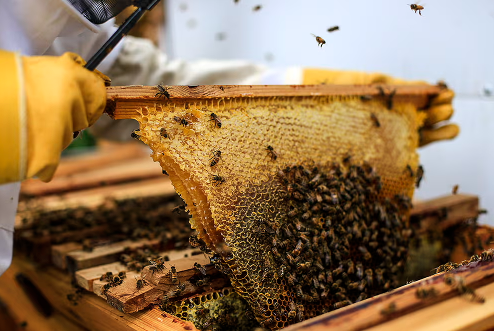Person wearing a yellow glove holding a honeycomb with bees.