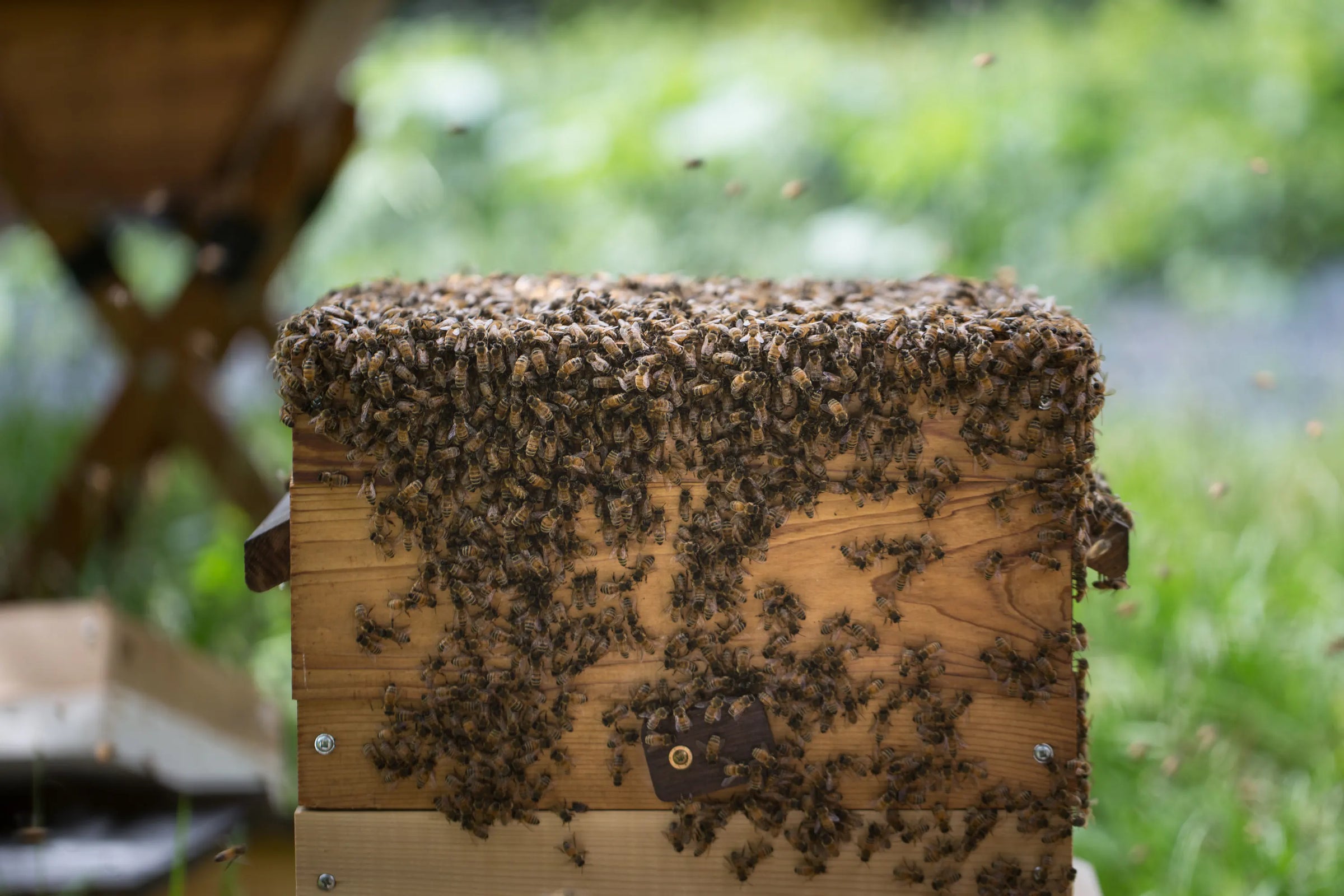 Bees on a wooden beehive with a blurred natural background