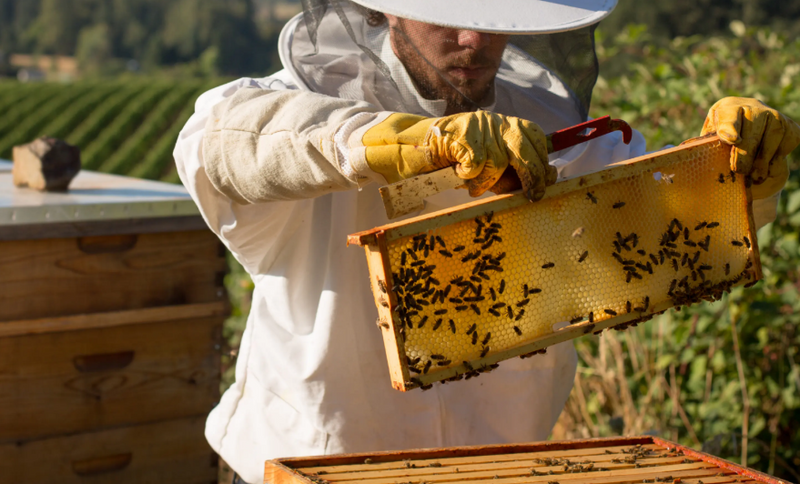 Beekeeper holding a honeycomb frame full of bees during hive inspection outdoors.