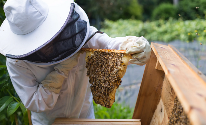 Beekeeper inspecting a honeycomb frame covered with bees near a hive.
