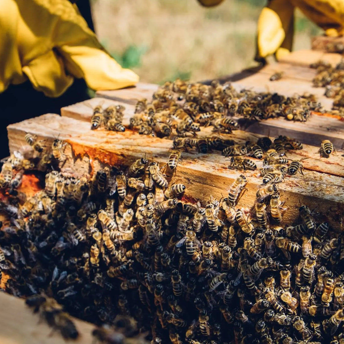 Bees on a wooden beehive frame with a person in yellow protective clothing in the background.