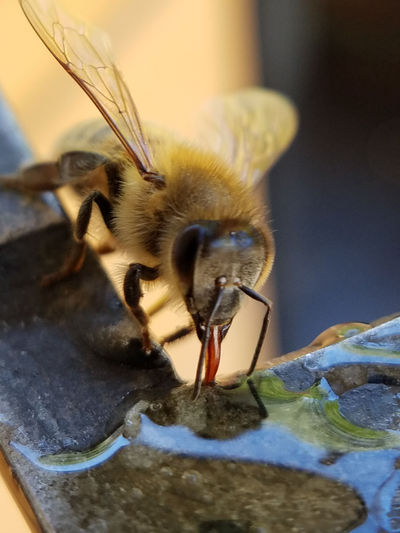 Honeybee eating honey off of a beekeepers hive tool.