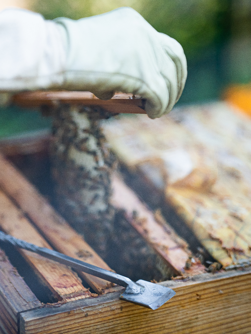 Gloved hands of a beekeeper lifting a honeycomb from a beehive with a beekeepers hive tool resting on top of the hive.