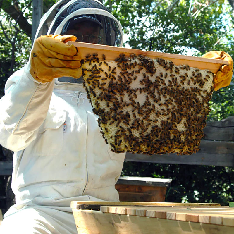 Beekeeping Streamable DVD - Bee Guardian Methods